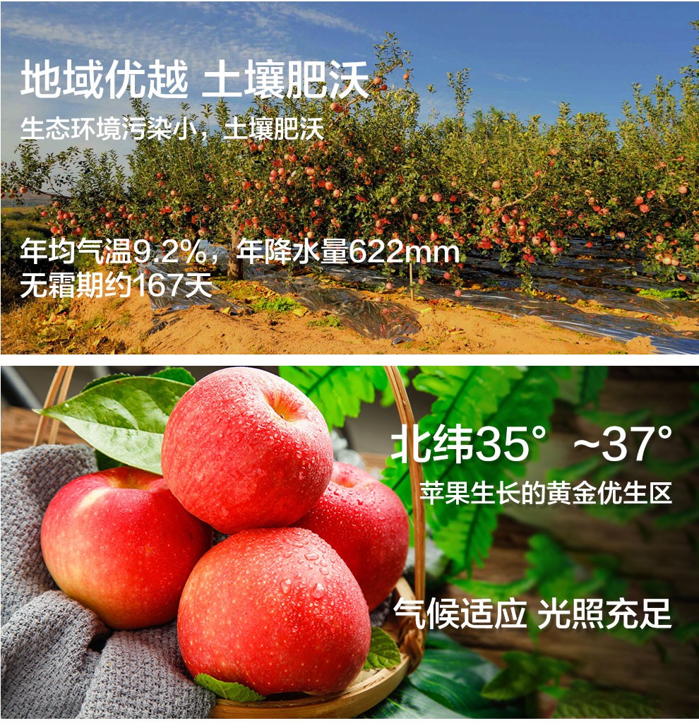 37808-洛川红富士大苹果 整箱新鲜时令水果 75-80mm 3斤-详情图