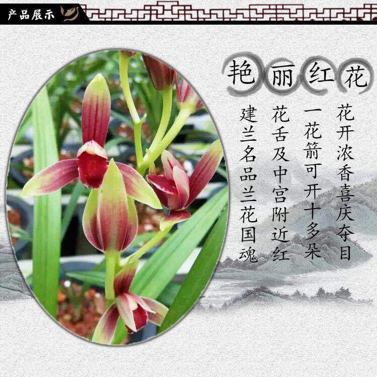 促销四季名品兰花好养型开花香亏本市长红梅4苗连体