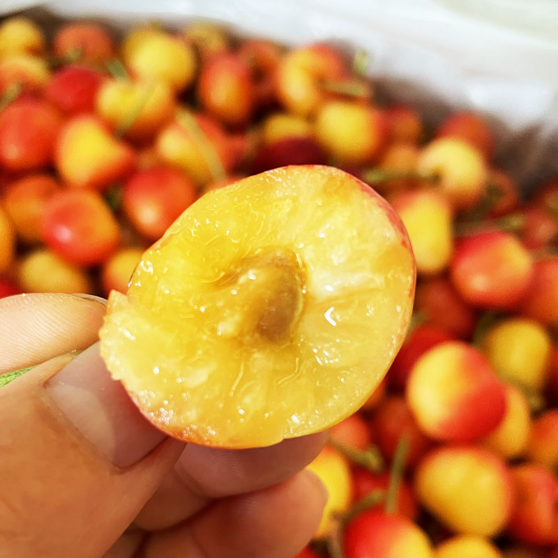 智利黄车厘子雷尼尔黄金车厘子现货新鲜孕妇水果礼盒装过年送礼jjj5斤