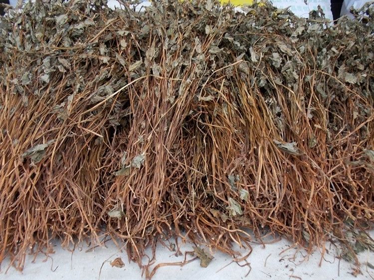 新货野生鱼腥草干折耳根茶新鲜鱼腥草全颗带根晒干鱼腥草 鱼腥草干