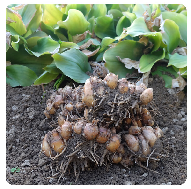 农新鲜沙姜山奈白切鸡食用配料可做种子 1500g【图片 价格 品牌 报价