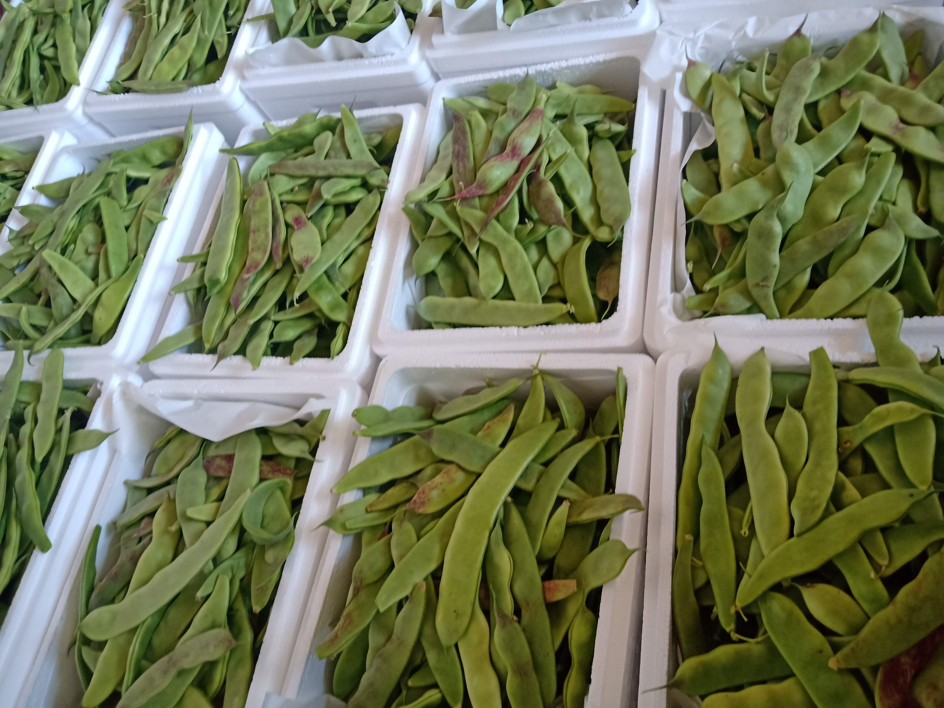 正宗东北油豆角一点红豆角新鲜蔬菜九月青现摘多省顺丰3/5斤 2500g