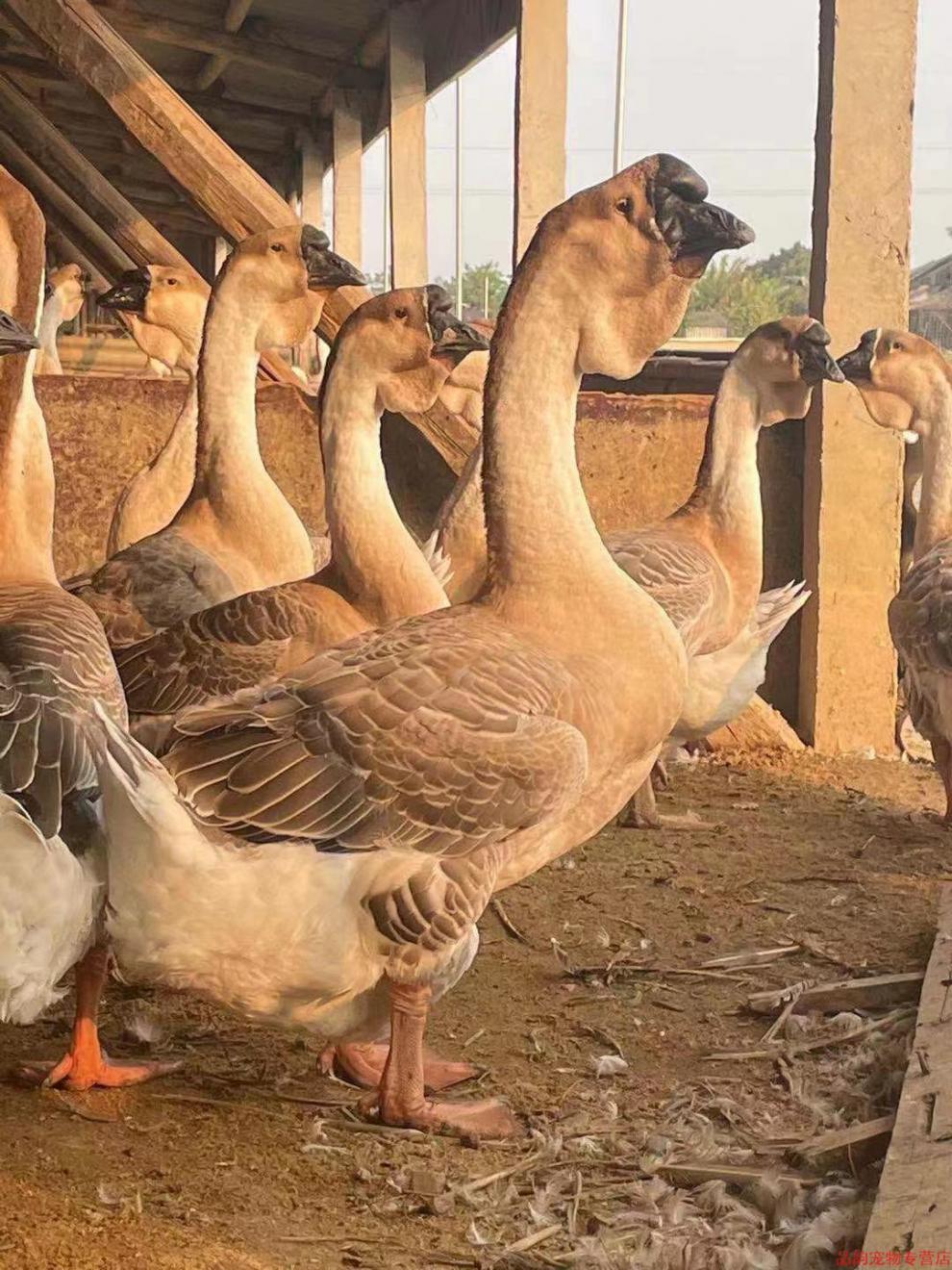 店铺优选小鹅活苗纯种狮头鹅活苗特大种大型潮汕正宗狮子头鹅朗德鹅苗