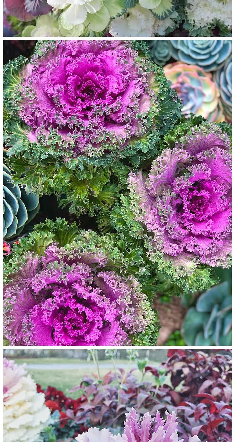 羽衣甘蓝盆栽花苗观赏耐寒彩叶植物花卉蔬菜室内室外花园阳台地栽4号