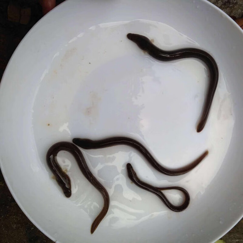 渔场直销淡水鳗鱼苗鱼塘鱼池养殖白鳝鱼苗花鳗鱼苗河鳗苗 15-20厘米10