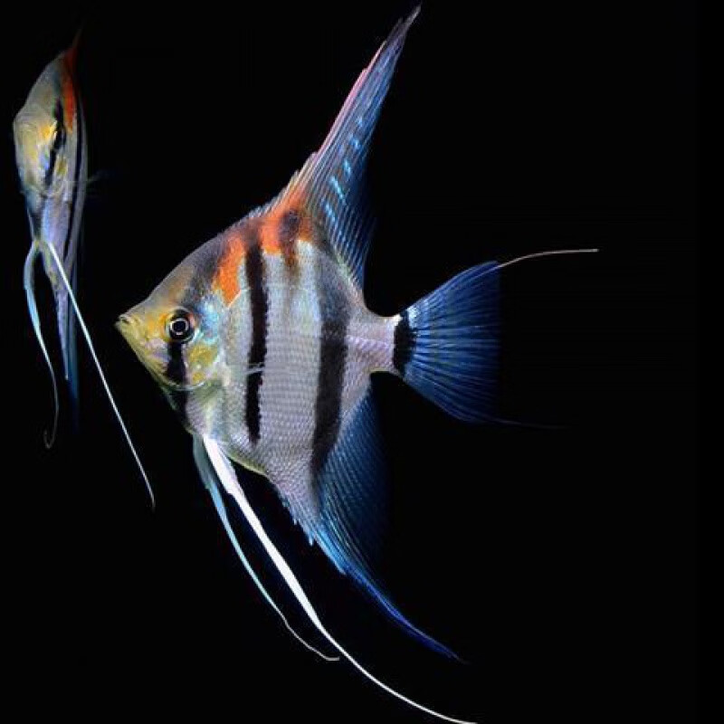 鱼活黑白秘鲁熊猫燕神仙鱼活淡水鱼魔门斯卡燕鱼活鱼 神仙混养套餐1