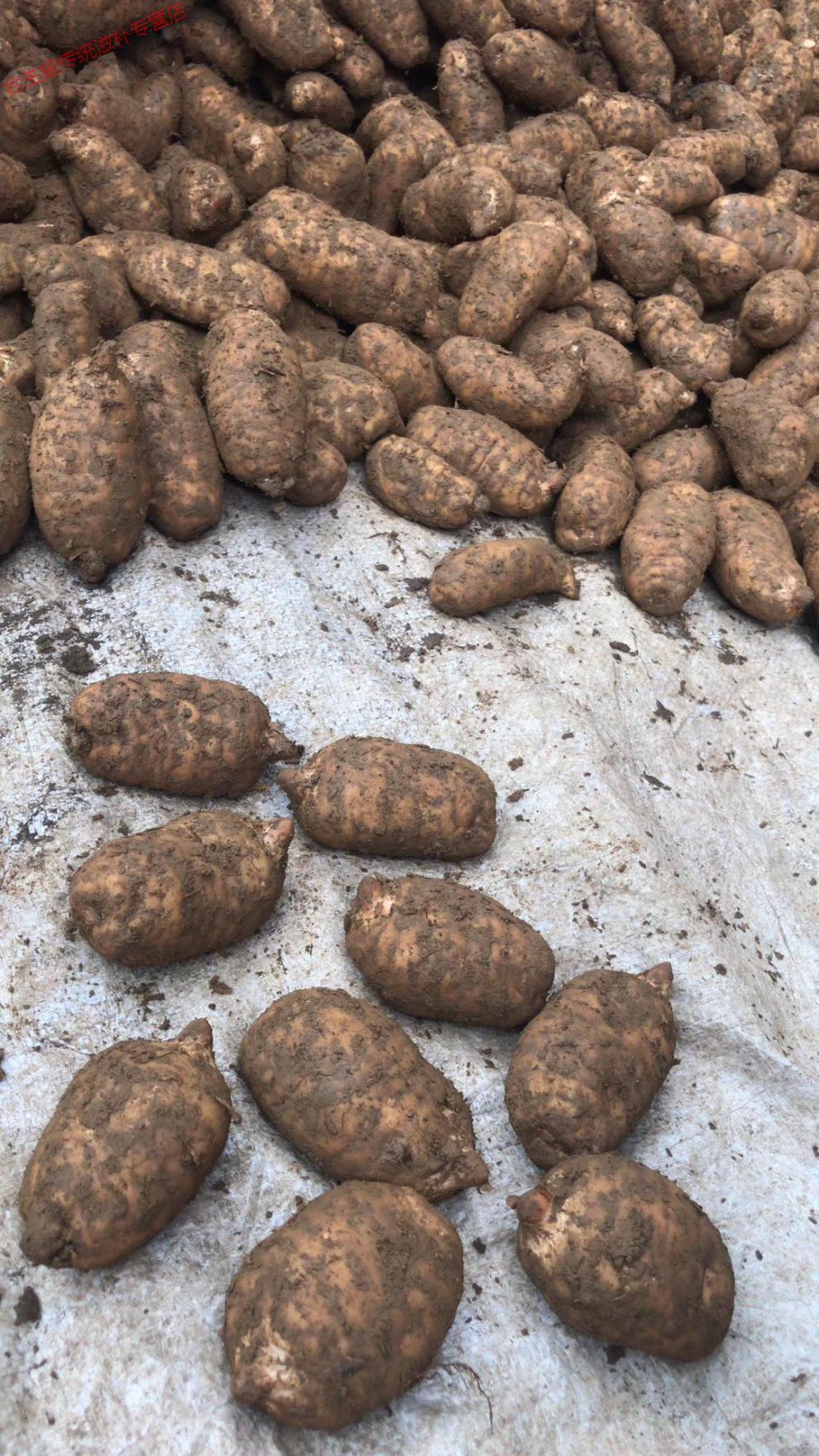 康中尊 新鲜天麻云南昭通乌天麻白头小草坝原生天麻500g一斤装现挖