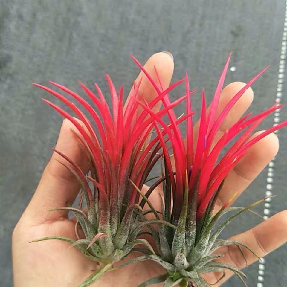 空气凤梨福果小精灵无土植物室内盆栽客厅盆栽绿植花卉空凤来仪福果