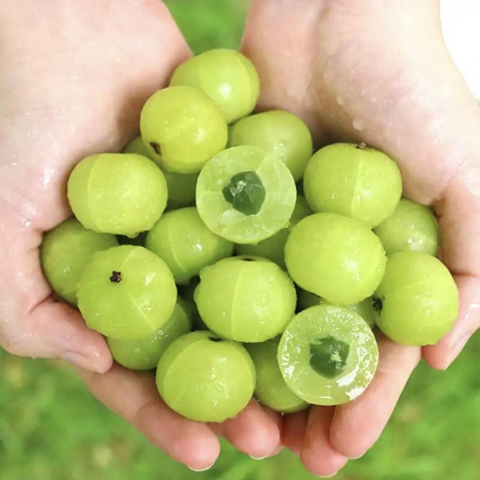 潮汕特产油柑新鲜油甘果榨汁余甘果甘甜无渣孕妇水果现摘现发 现摘现