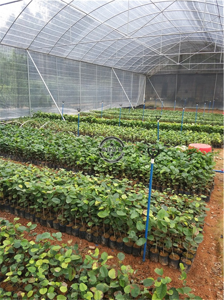 正宗印度小叶紫檀树苗檀香紫檀小树苗珍稀名贵植物红木盆景地栽其他