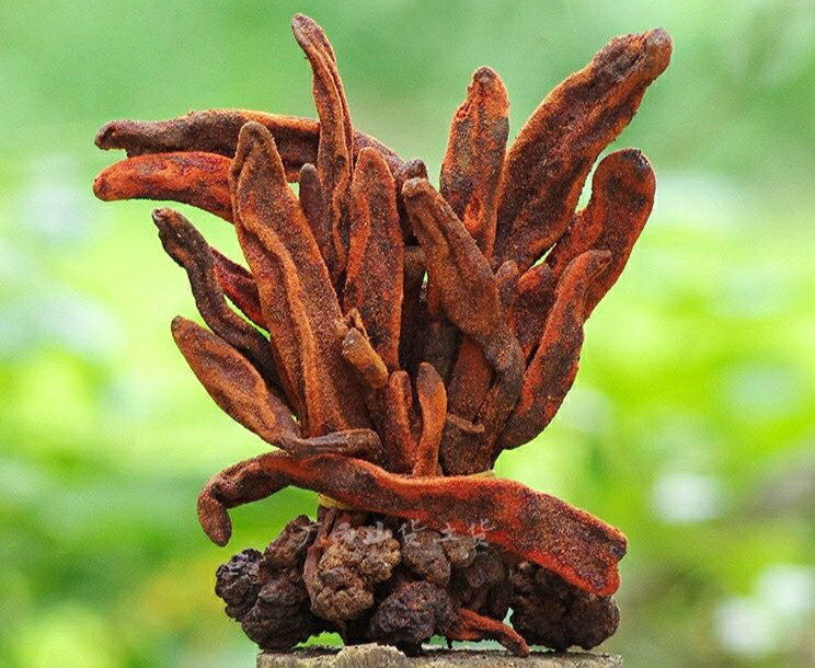 回春草 不老草 草苁蓉 顶天柱 50克