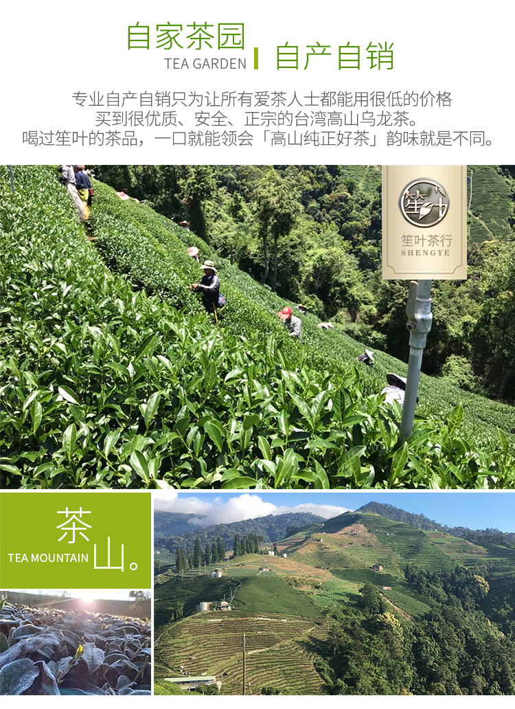 折杉林溪茶 清香乌龙茶 冷泡茶 龙凤峡高山茶 春茶 300克【图片 价格