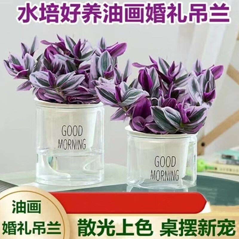 雪束油画婚礼吊兰大颗多肉锦紫露兰桌面室内阳台花卉绿植盆栽水培植物