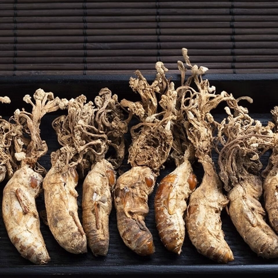 北京同仁堂 金蝉花新货大别山野生金蚕花蝉花知了花虫草粉中药材 官方