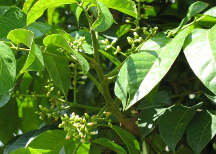 乌橄榄黑橄榄苗 黑橄榄嫁接苗 南方种植果树盆栽地栽苗 乌榄苗6年苗