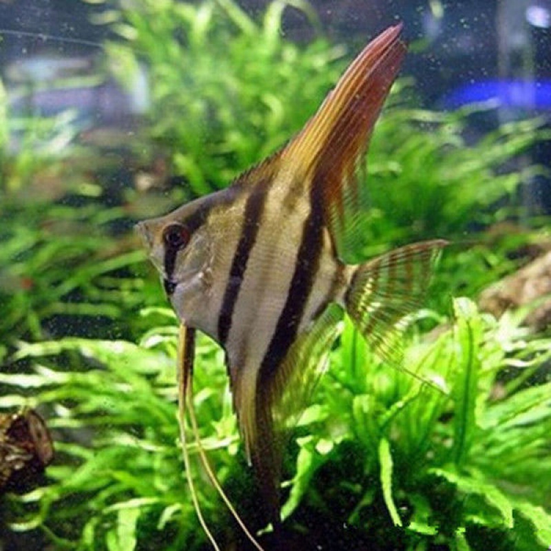 【京东】热带观赏鱼活黑白秘鲁熊猫燕神仙鱼活淡水鱼魔门斯卡燕鱼活鱼