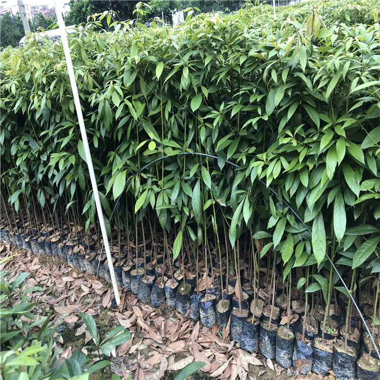 名贵木材树苗金丝楠木树苗四川小叶桢楠树苗金丝楠木苗盆栽地栽虎雀