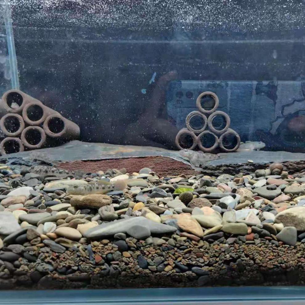 原生缸底砂造景石天然溪流沙底沙河沙原生鱼缸溪流缸沙虾虎鱼沙子溪