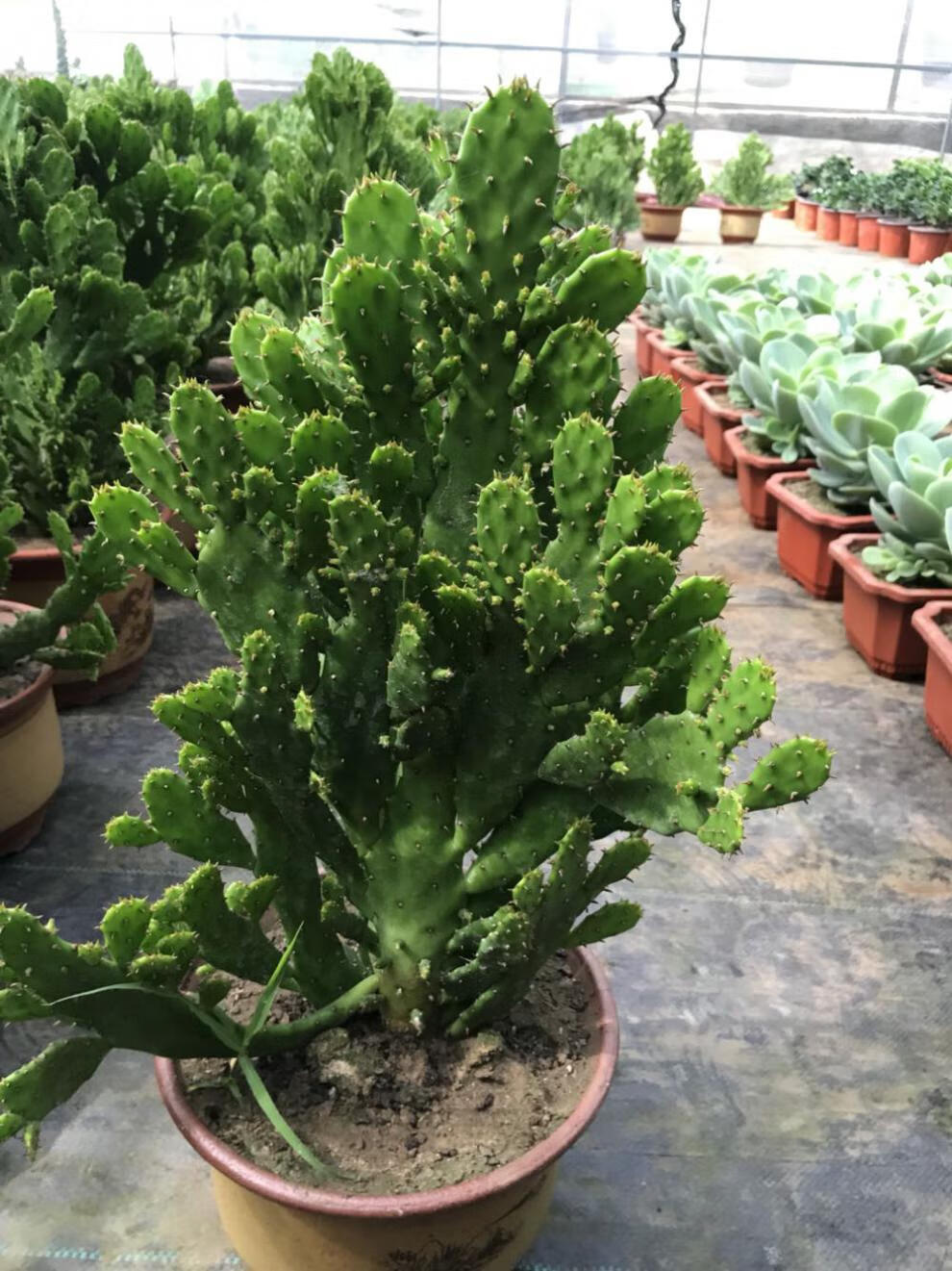 室内阳台绿植花卉仙人掌类千佛手多肉植物千手观音盆栽2025厘米高不含