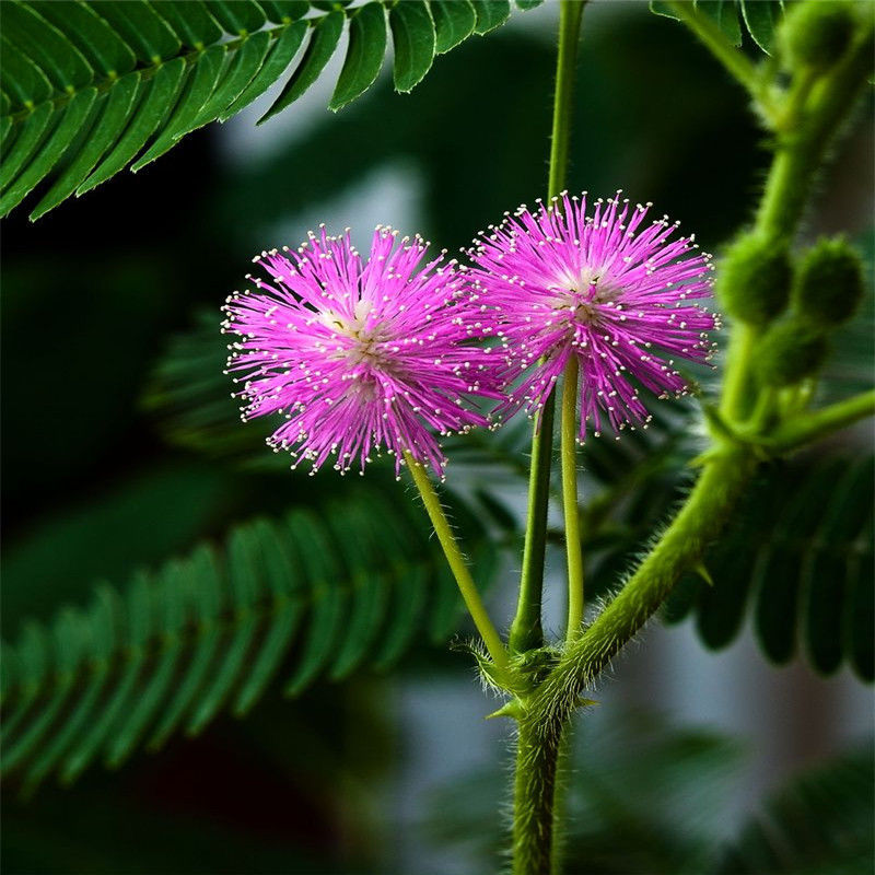 含羞草种子彩叶害羞草阳台盆栽植物庭院绿植花卉种子四季易种籽含羞草