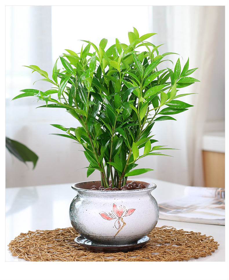 拓赛竹柏盆栽植物大树苗室内花卉绿植水培小盆景z6清香木大竹柏各一盆