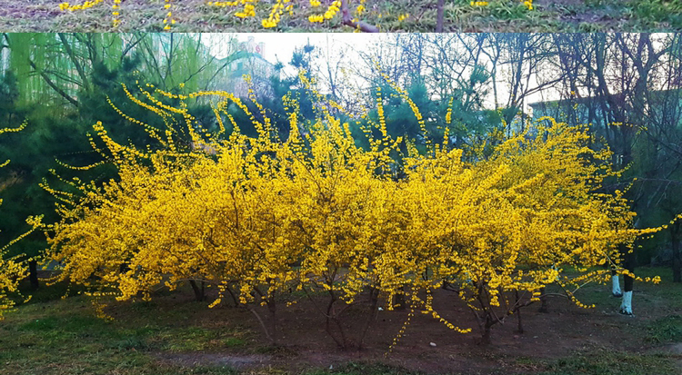 连翘苗家庭院别墅迎春花苗金钟花爬藤攀援绿化植物风景树黄老虎苗连翘