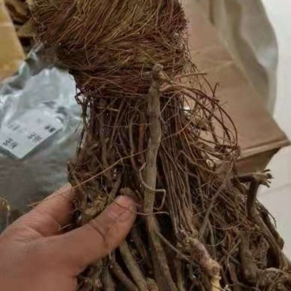 整颗鸡骨草 带根鸡骨草藤 黄头草 大黄草根广东汤料 1000克【图片