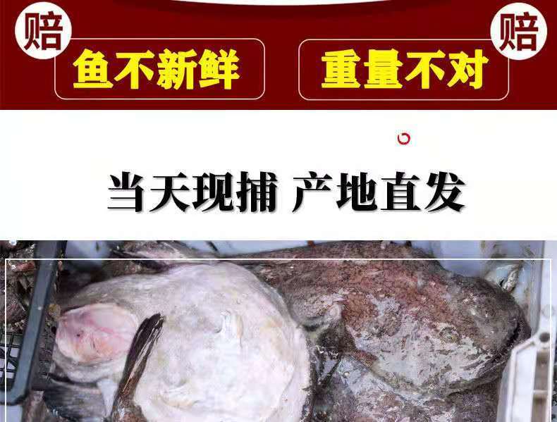 新鲜安康鱼现杀鮟鱇鱼鱼肝鱼肚灯笼鱼大嘴鱼蛤蟆鱼无刺鱼深海鱼姬美食