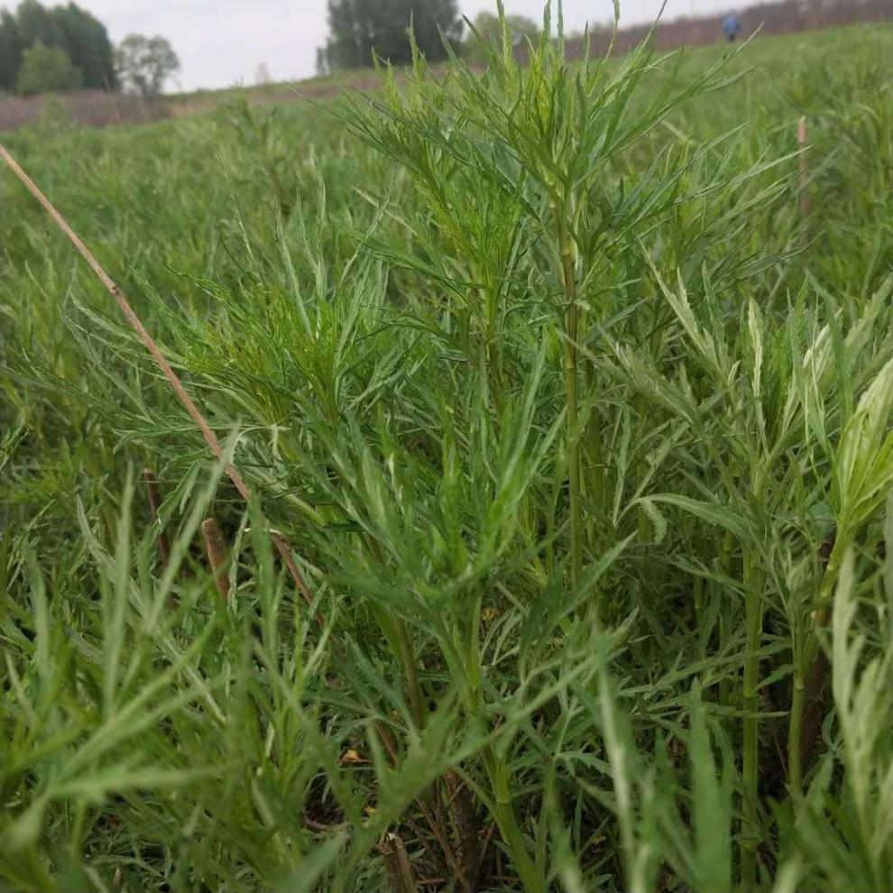 鲜柳蒿芽东北山野菜纯野生柳蒿芽柳蒿东北蘸酱菜1斤 新鲜速冻柳蒿芽4