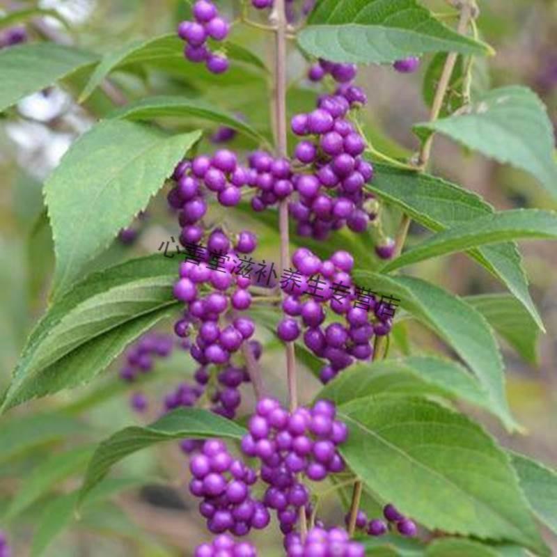 中药材 紫珠草 紫珠叶紫竹叶大风叶 白狗肠 大叶紫珠 250克【图片