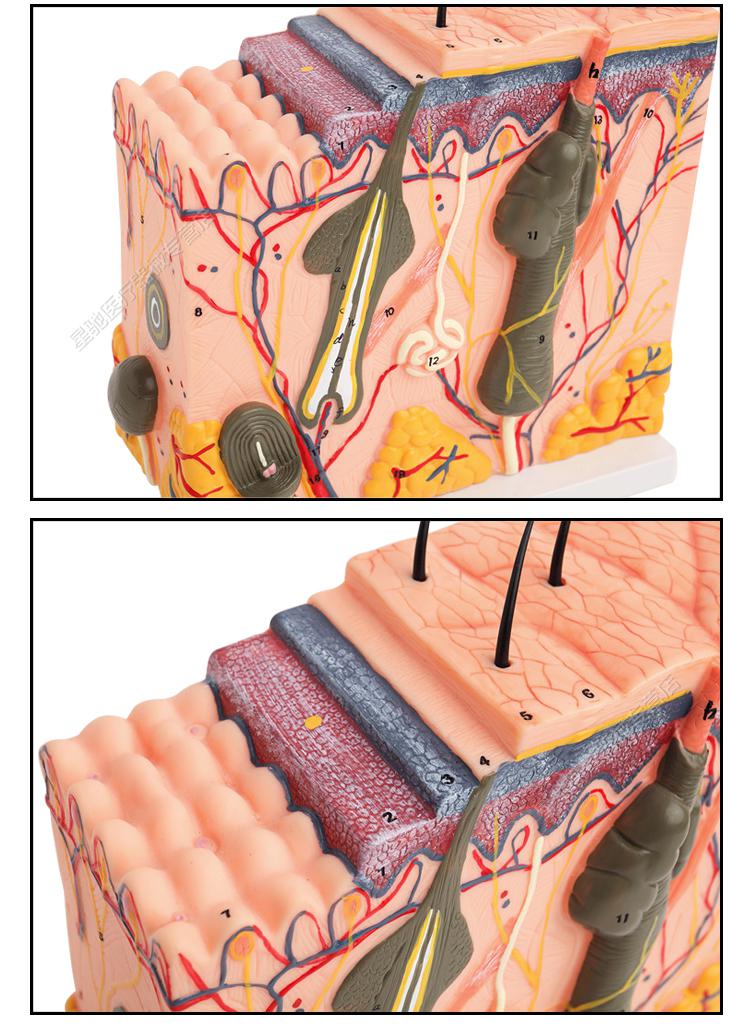 85倍皮肤放大模型-版 30个数字标识 新(,)【图片 价格 品牌 报价】