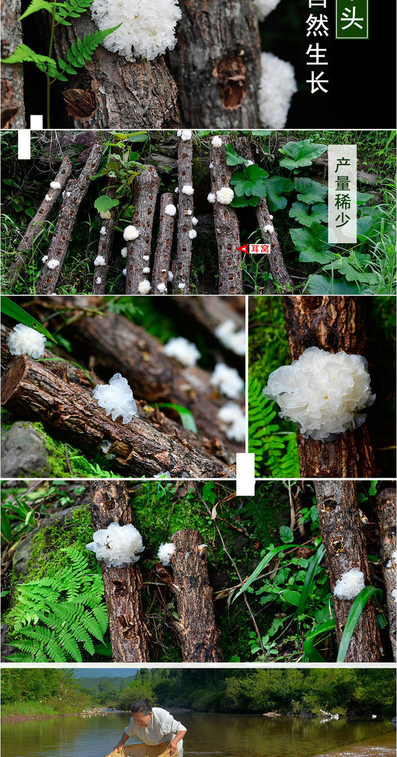 新耳采摘椴木银耳小银耳干货新货古田农家特产糯耳白木耳莲子250g