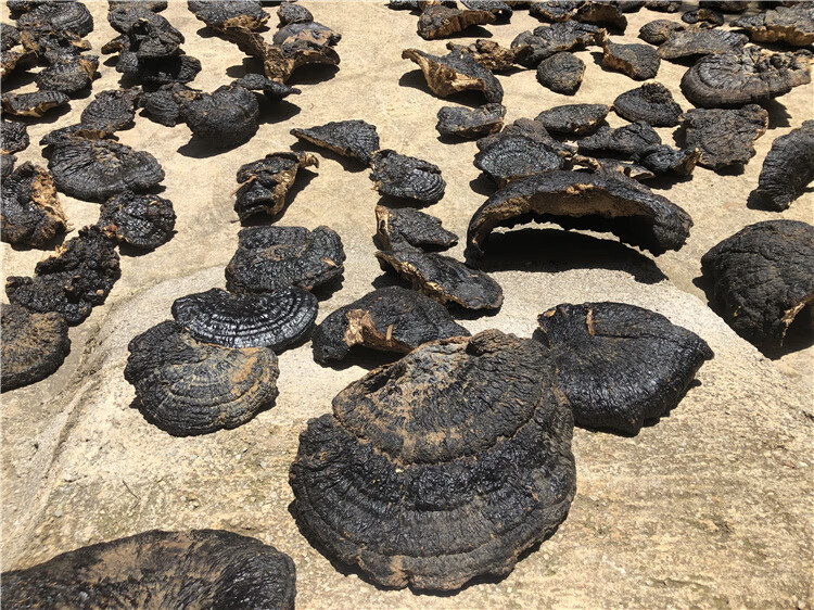 薄树芝薄盖林芝松木层菌红缘树舌灵芝不苦2个一斤2019年采摘【图片