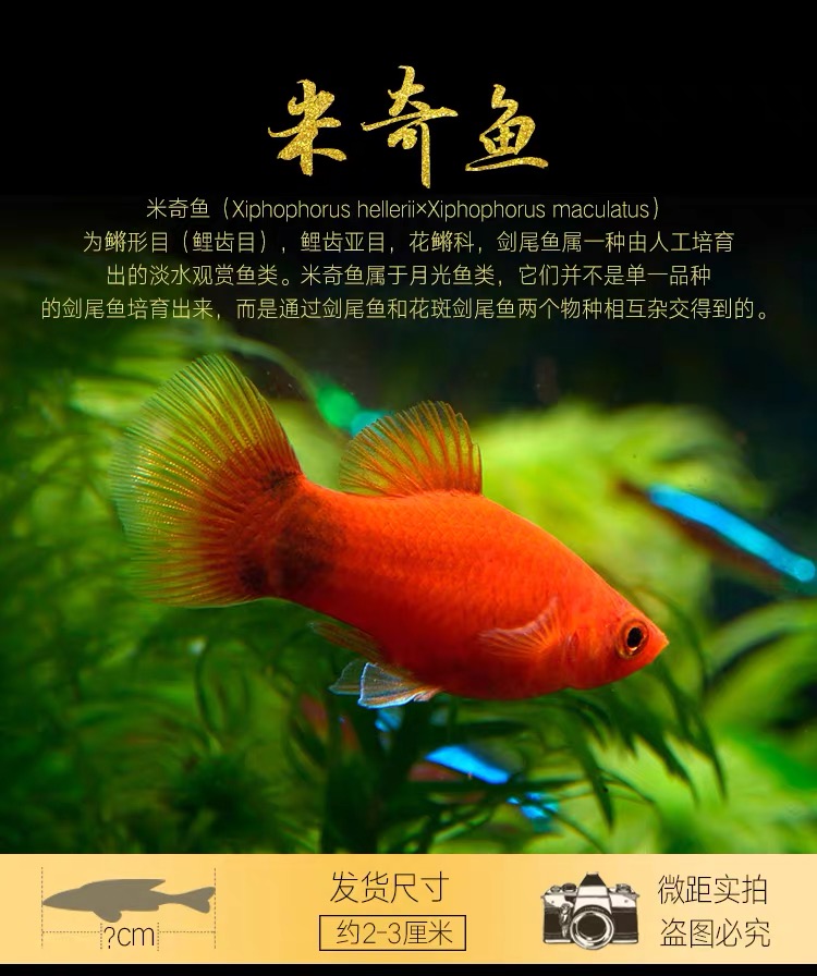米奇鱼怀孕母鱼金鱼活鱼能会生小鱼的鱼胎生鱼不用打氧气养的鱼 小号