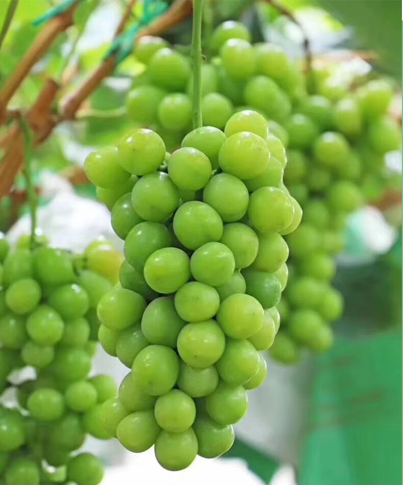 晴王香印青提葡萄阳光青提玫瑰香无籽新鲜水果5斤水果礼盒装年货礼盒