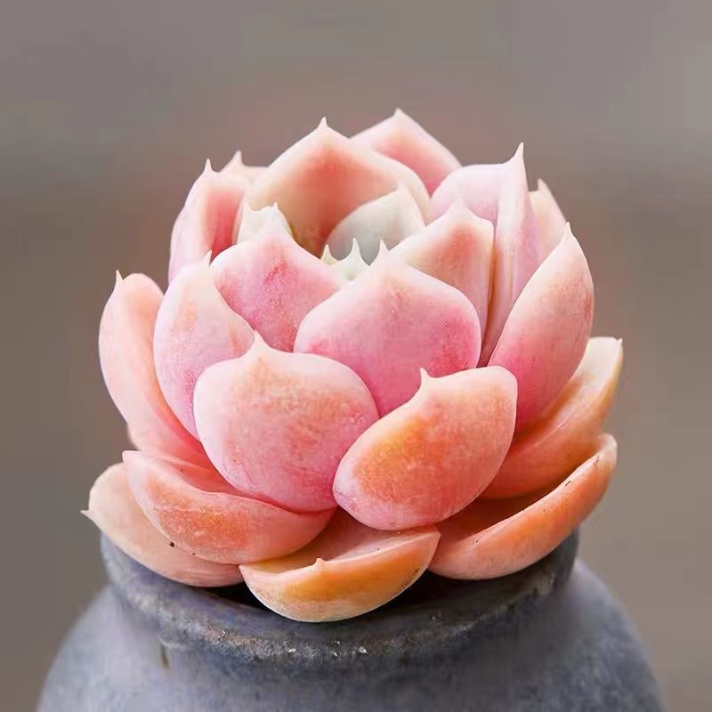 多肉多肉植物雪域蓝巴黎粉巴黎蓝色多肉群生耐寒室内阳台办公室花卉粉