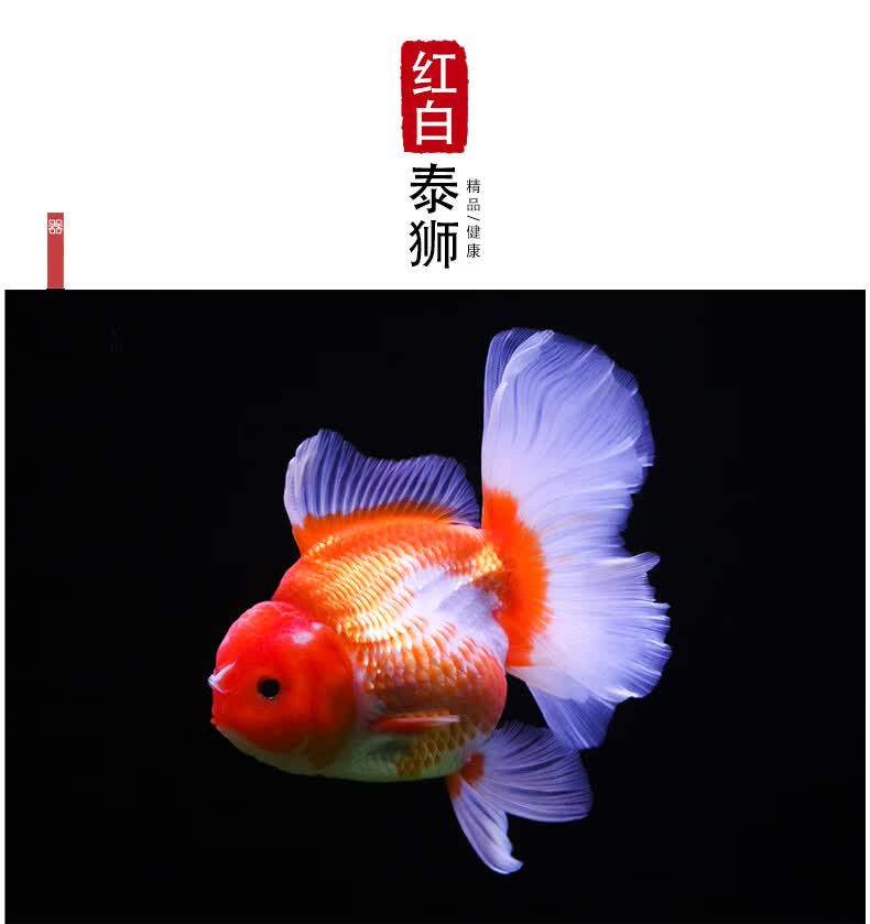 族萃进口百褶裙精品泰狮f1金鱼活体观赏鱼原泰冷水新手活鱼渔场进口