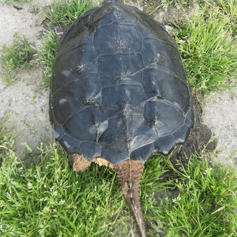 鳄鱼龟肉大鳄鱼龟龟乌龟小鳄龟大鳄龟肉龟-mlhj 15斤【图片 价格 品牌