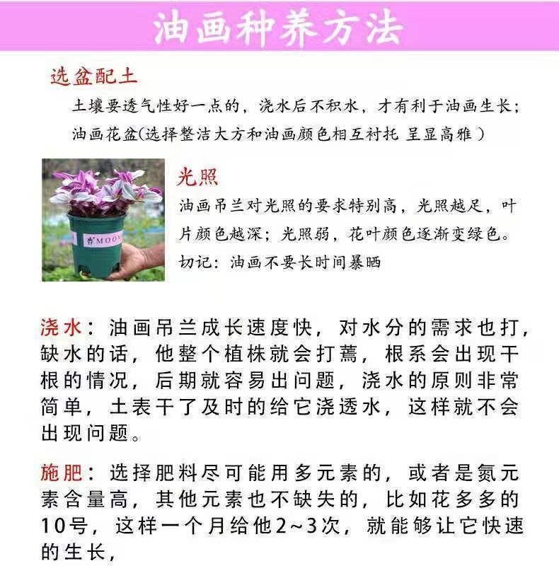 精选现发油画婚礼吊篮基地直销处理室内鲜花盆栽小苗成品油花源头批发