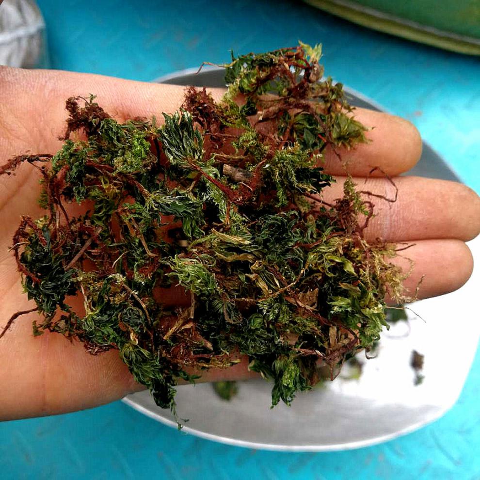 云南中药材回心草茴心草茴薪草铁脚一把伞岩谷伞50克100克