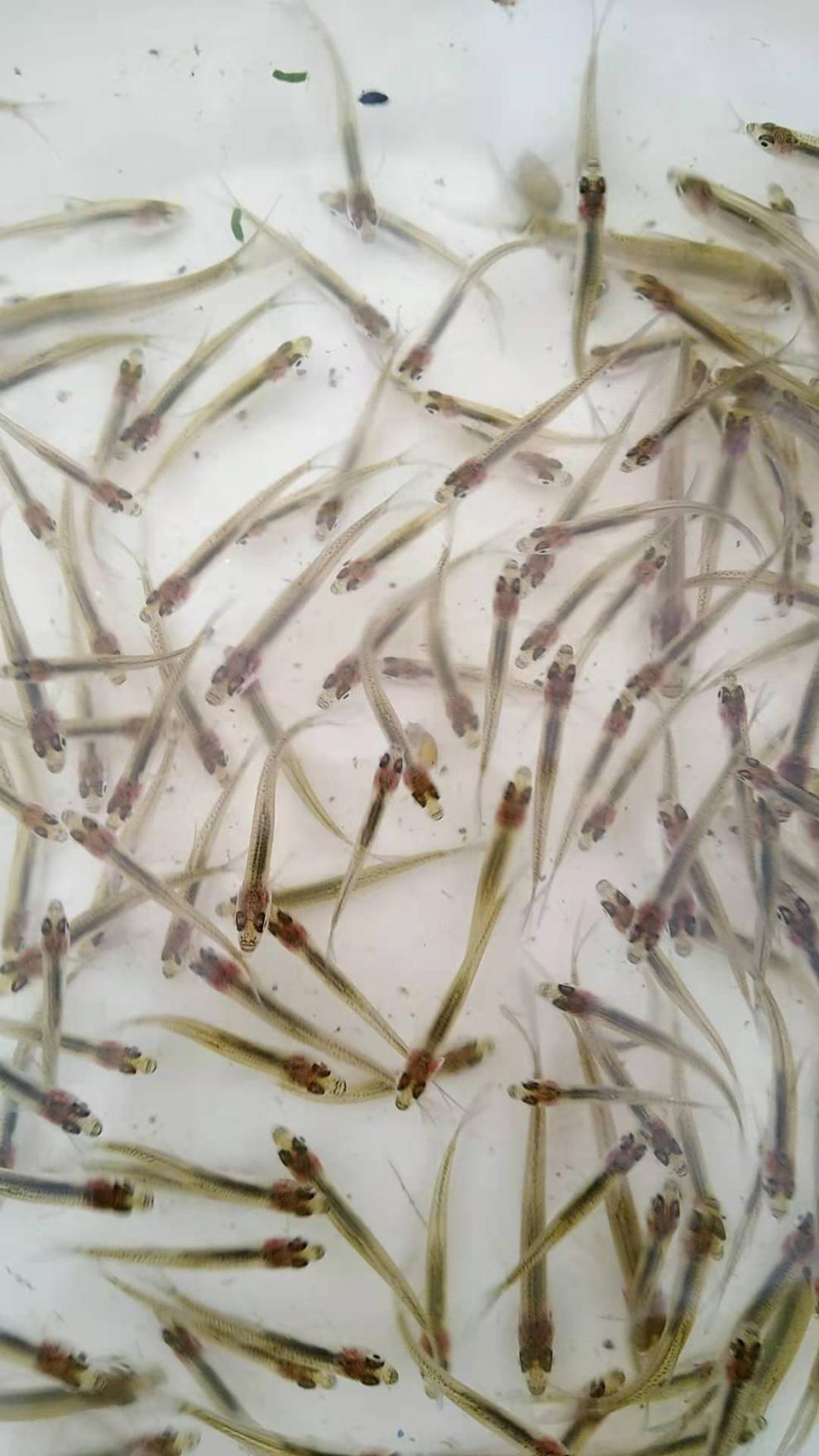 不二臣翘嘴鱼苗 翘嘴鲌白鱼刁子鱼大米翘壳淡水鱼苗翘嘴巴撅嘴鱼苗