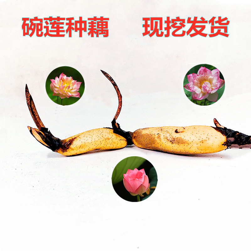 芊阙碗莲种藕根茎带芽小型花苗水培植物四季室内荷花盆栽睡莲花卉开花