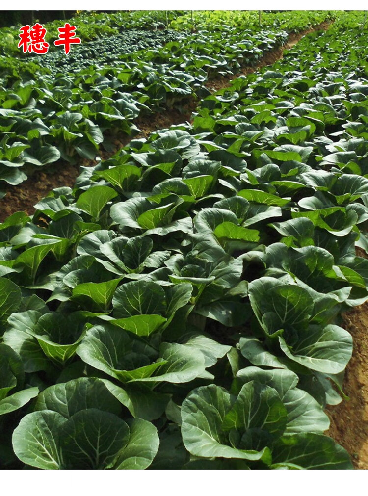 四季黑叶甜白菜种子奶油白菜小白菜种子农家菜园阳台盆栽蔬菜种孑 四
