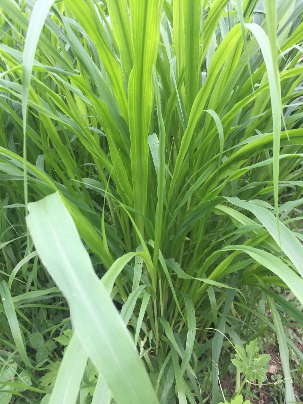 墨绿农资专营店商品编号:10043729976928商品名称:高丹草种子进口牧草