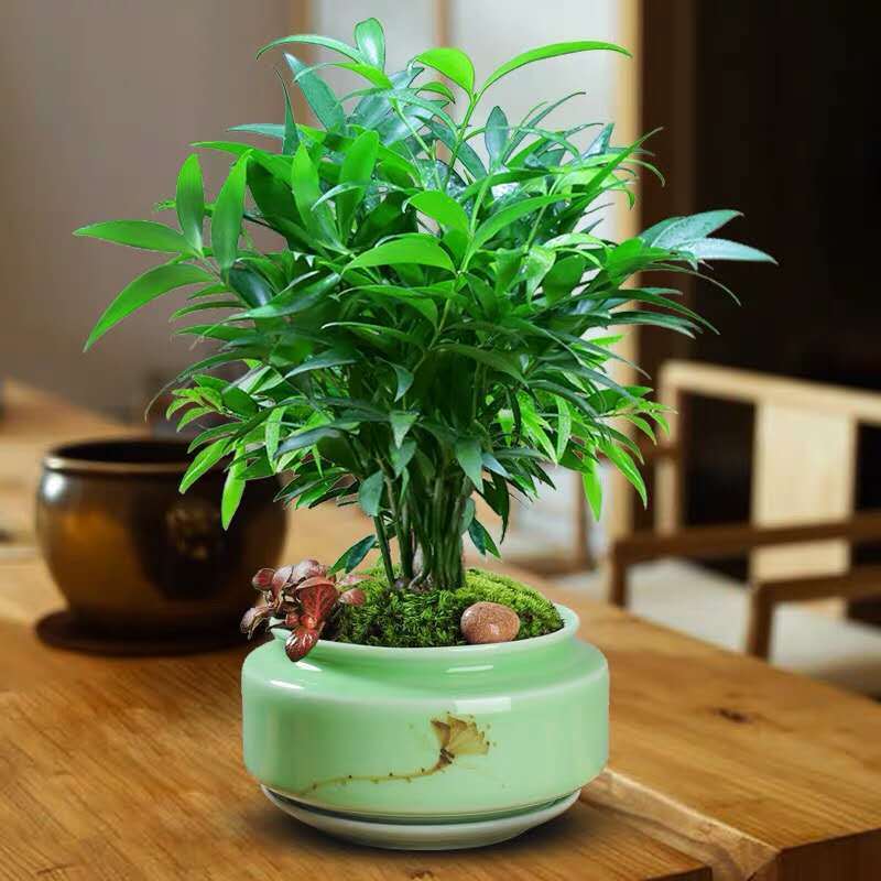 精品绿植耐寒竹柏盆栽水培绿植室内好养平安竹净化空气吸甲醛四季常青