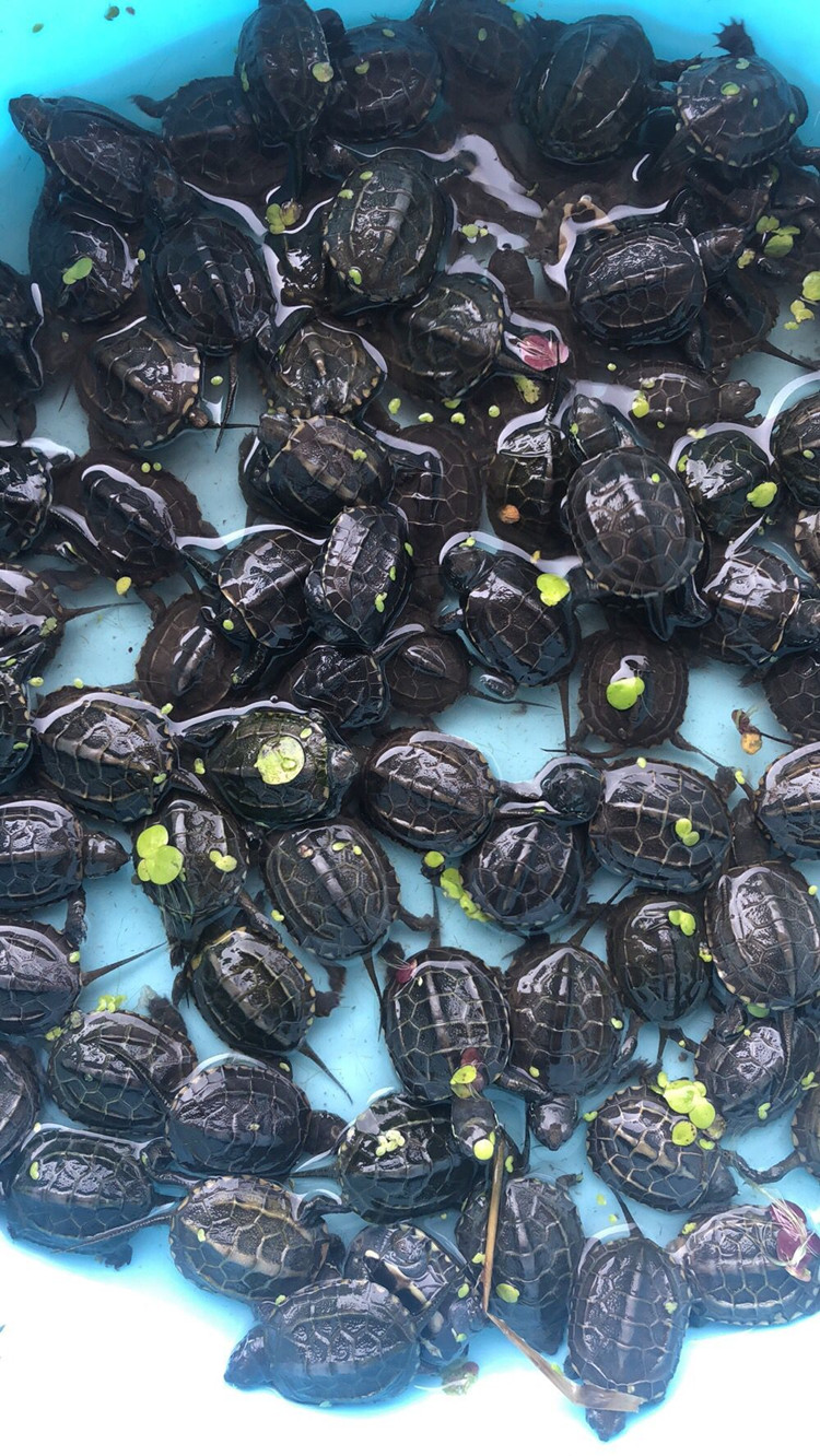 kjhgf中华草龟苗湖北大头草小乌龟小草龟金线草龟观赏宠物龟龟活体 6