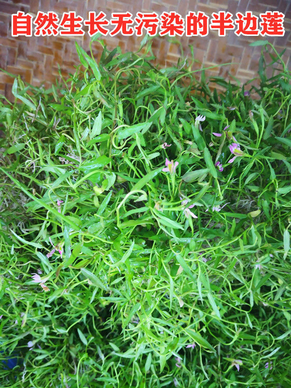 新鲜半边莲蛇利草细米草另售蛇舌草现挖带根单边莲500g1000克