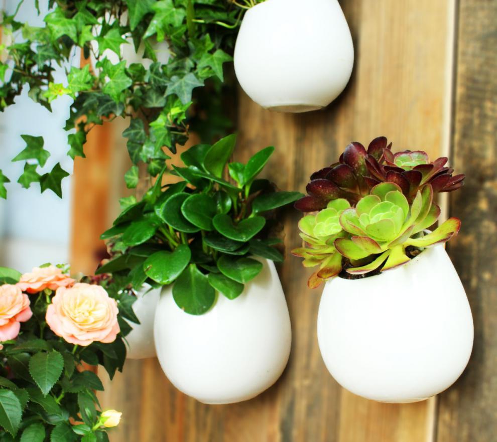 挂式花盆挂壁铜钱草绿萝垂吊植物水培器皿创意陶瓷挂墙多肉花盆墙上