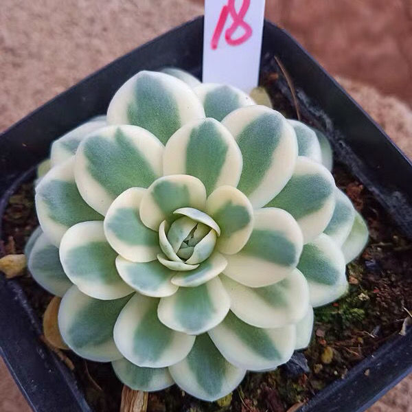 富士凤凰多肉植物富士锦凤凰锦多肉锦网红盆栽财路雨滴含原盆