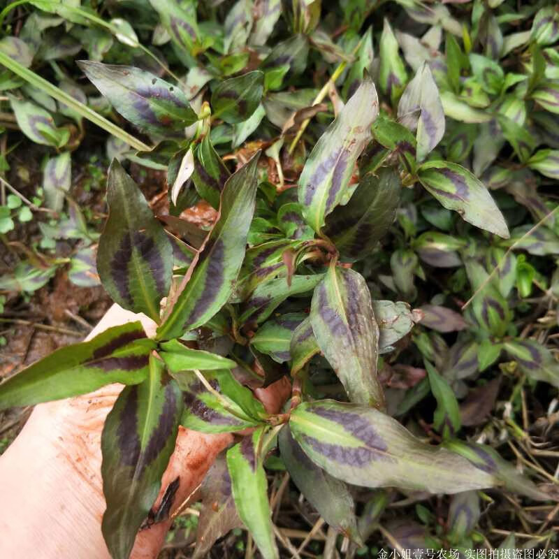 云南香柳菜野生新鲜香柳酸汤香料拉沙叶佐料香菜鱼廖苗和叶现挖带泥整